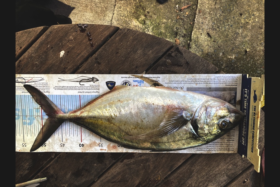 Kali Schimanski  caught this 48.0cm Trevally at Whangaroa  during The Export NZ Fishing Competition