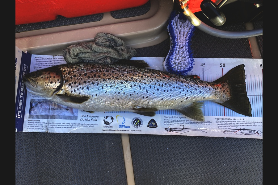 Ian Pedersen caught this 55.5cm Trout at BOP during The Export NZ Fishing Competition