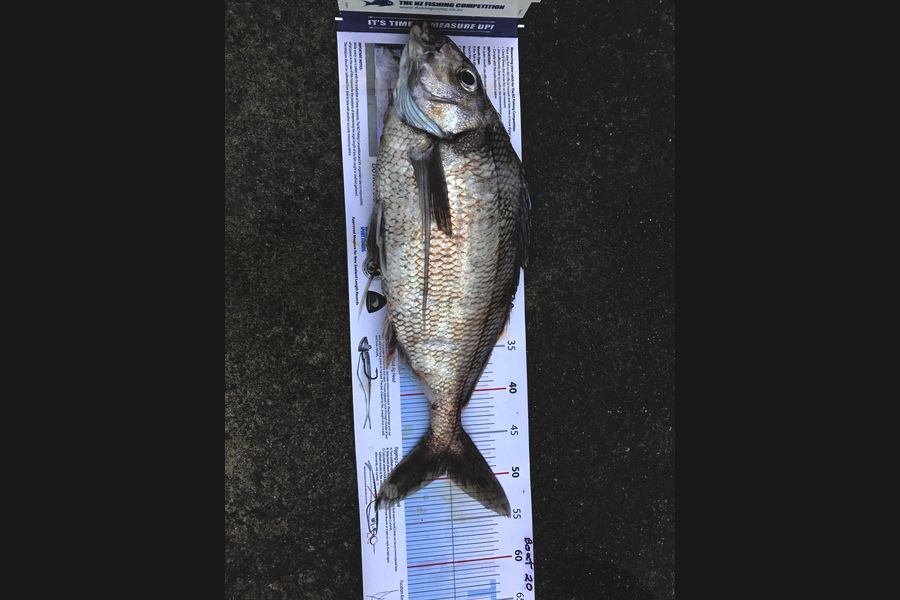 Dave  Duncan caught this 49.0cm Tarakihi at Kapiti during The Export NZ Fishing Competition
