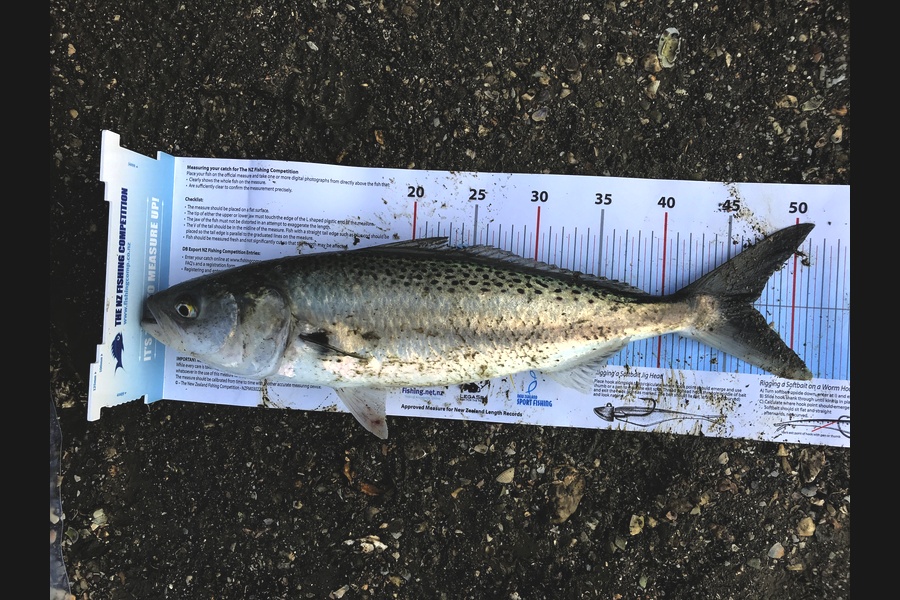 Gayle Wedderburn caught this 46.5cm Kahawai at Manukau Harbour during The Export NZ Fishing Competition