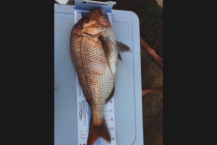 Steve Milne caught this 68.0cm Snapper at Firth of Thames during The Export NZ Fishing Competition