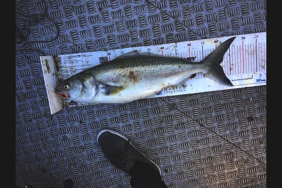 Tyler Edwards caught this 61.0cm Kahawai at Kaipara  during The Export NZ Fishing Competition