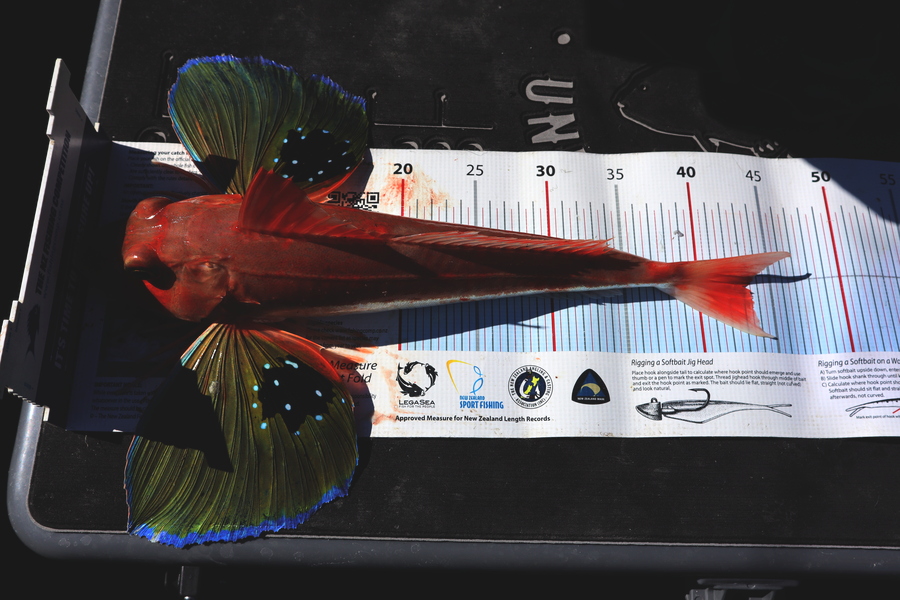 Mark Cotton caught this 42.5cm Gurnard at Tasman Bay during The Export NZ Fishing Competition