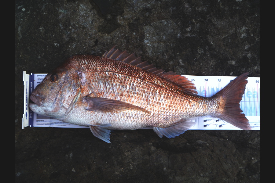 Owen Wills caught this 83.0cm Snapper at Coromandel during The Export NZ Fishing Competition