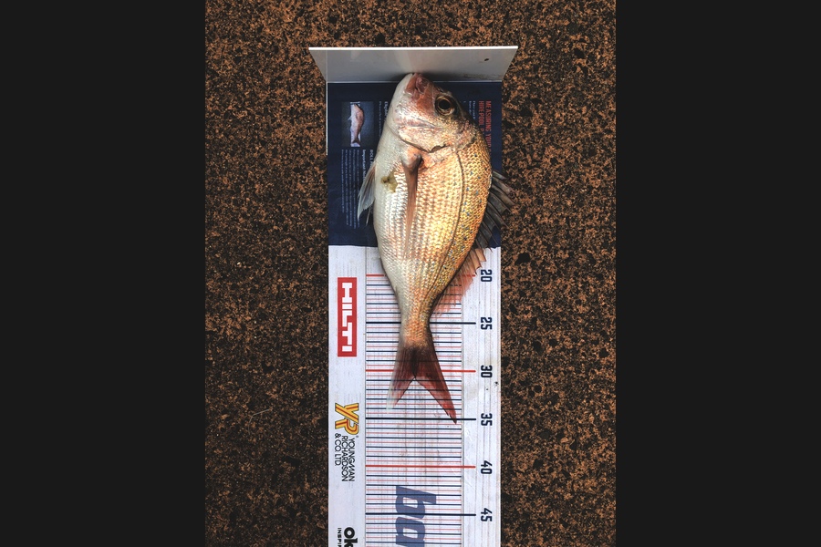 Shawn Beer caught this 30cm Snapper at Pauanui  during The Export NZ Fishing Competition