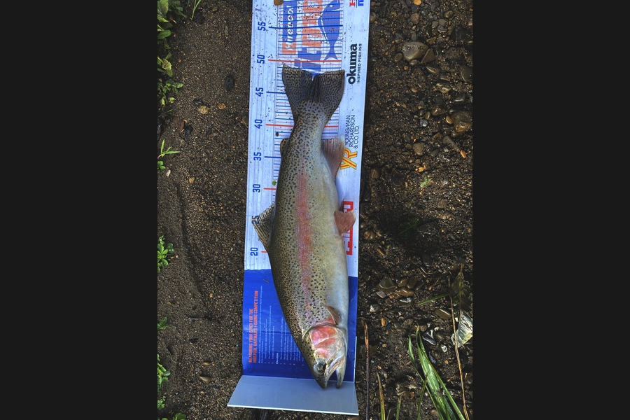Josiah Atkinson caught this 48cm Trout at Whakatane during The Export NZ Fishing Competition