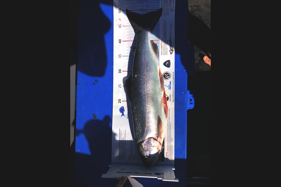 Isreal  Fussell caught this 48.5cm Trout at Lake Tarawera during The Export NZ Fishing Competition