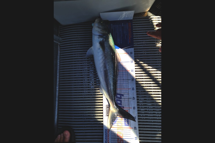 Richard Gardiner caught this 54.0cm Kahawai at Whakatane  during The Export NZ Fishing Competition