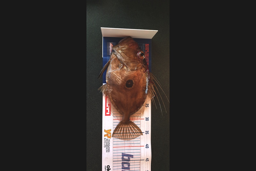 Niall Martin caught this 37.5cm John Dory at Tutakaka during The Export NZ Fishing Competition