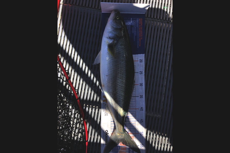 David  Griffin caught this 53.5cm Kahawai at Wide of noises during The Export NZ Fishing Competition