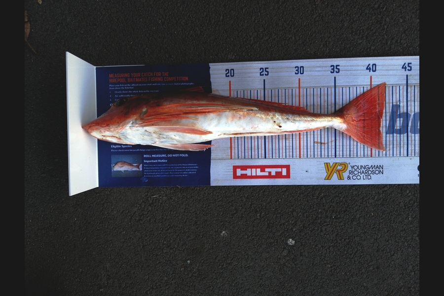 Steve Ryder caught this 41cm Gurnard at Manukau harbour  during The Export NZ Fishing Competition