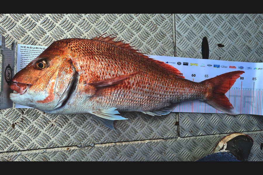Tony  Hay caught this 73.0cm Snapper at Hauraki Gulf during The Export NZ Fishing Competition