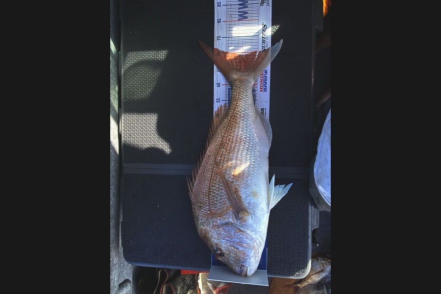 Andrew Walker caught this 69cm Snapper at Manukau during The Export NZ Fishing Competition