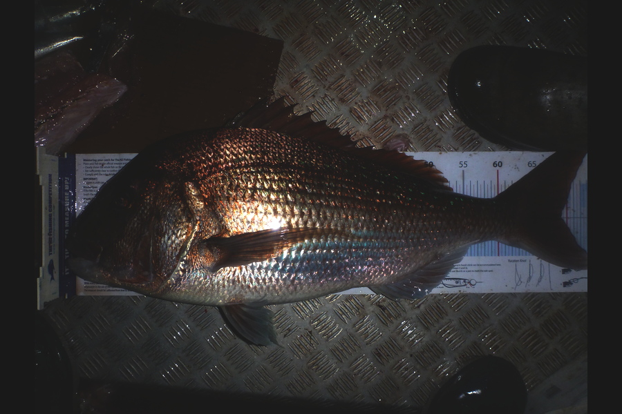 Curtis  Harris caught this 69.0cm Snapper at Matauri Bay during The Export NZ Fishing Competition