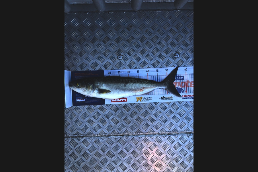 Ethan Leigh caught this 53.0cm Kahawai at Kawhia  during The Export NZ Fishing Competition