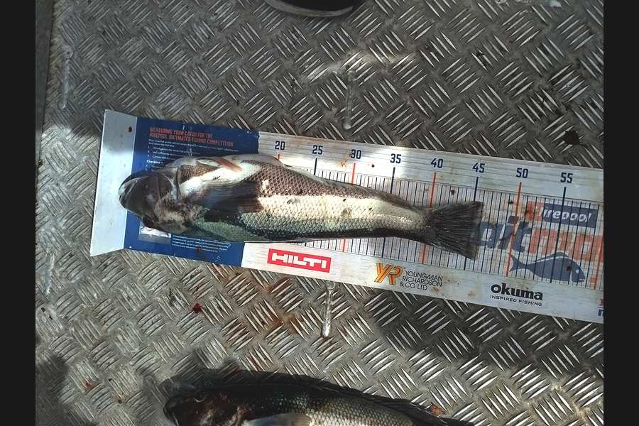 Matt May caught this 46.0cm Blue Cod at Canterbury during The Export NZ Fishing Competition