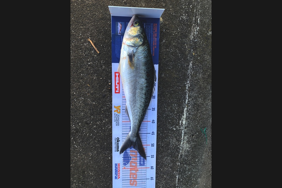 Luke Ross caught this 50.5cm Kahawai at Raglan during The Export NZ Fishing Competition