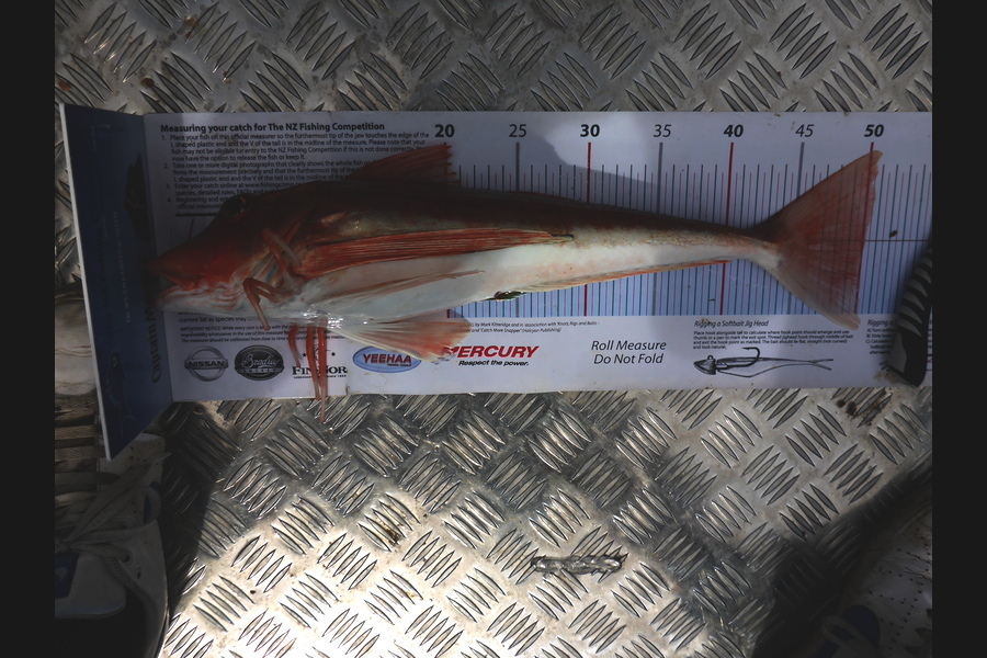 Richard Davies caught this 50.0cm Gurnard at welly west during The Export NZ Fishing Competition