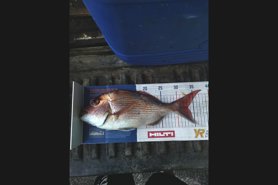 Andre Zowitzkey caught this 33cm Snapper at Whangaparaoa  during The Export NZ Fishing Competition