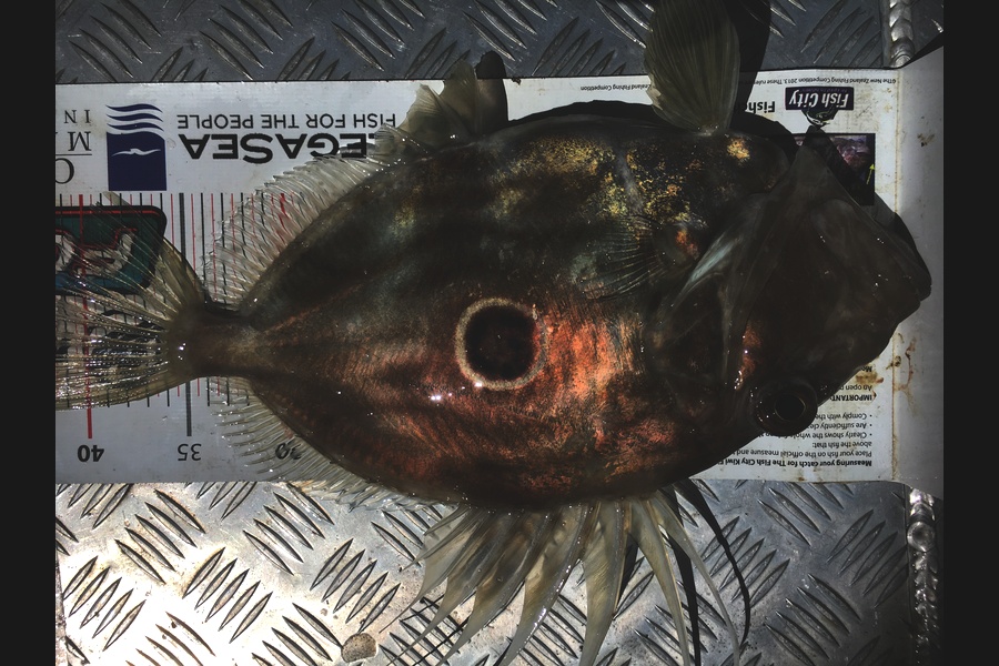 garry ng caught this 41.0cm John Dory at Gannet rock  during The Export NZ Fishing Competition