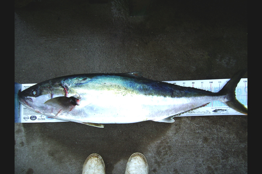 Craig Miller caught this 113.5cm Kingfish at Gisborne during The Export NZ Fishing Competition