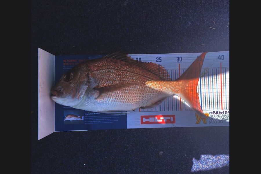 Susan O,hearn caught this 34cm Snapper at Bay of Islands during The Export NZ Fishing Competition