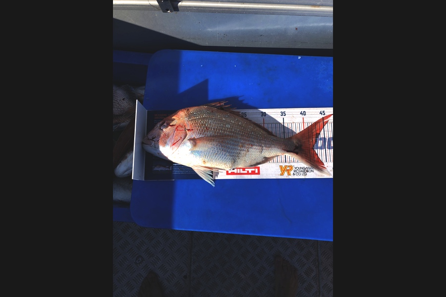 Ethan Leigh caught this 42cm Snapper at Kawhia  during The Export NZ Fishing Competition