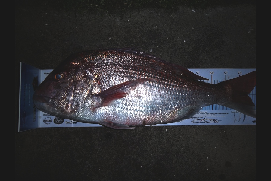 Ivo Jurisich caught this 72.5cm Snapper at Kaipara during The Export NZ Fishing Competition
