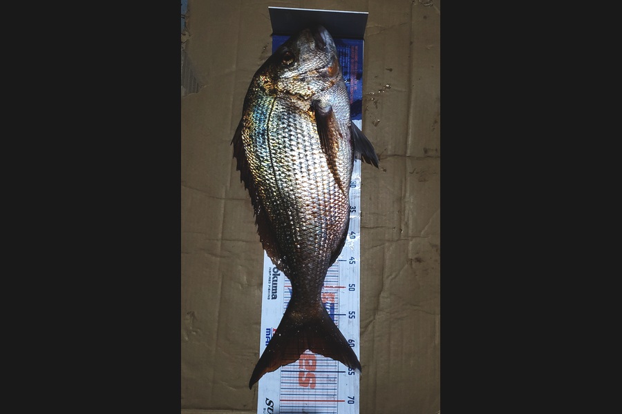 Sabin Arackal caught this 60.0cm Snapper at little barrier during The Export NZ Fishing Competition