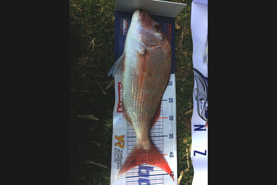 Graeme Duncan caught this 41.5cm Snapper at Coromandel during The Export NZ Fishing Competition