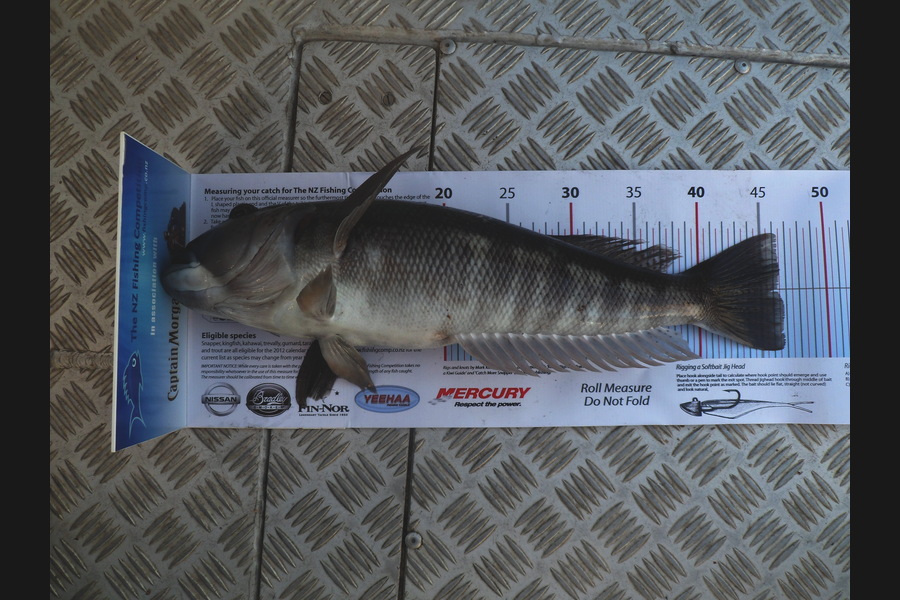 Matt Duggan caught this 46cm Blue Cod at Tory Channel during The Export NZ Fishing Competition