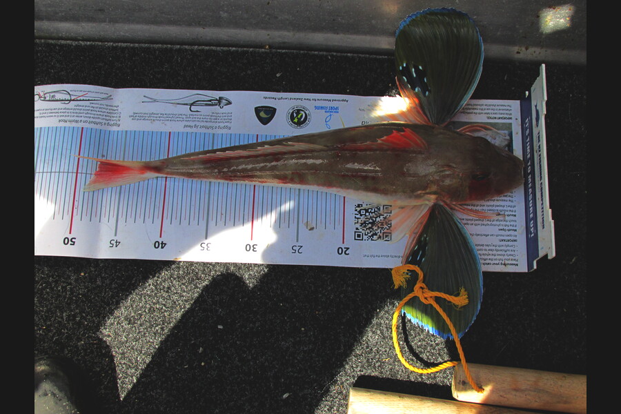 Daniel Primmer caught this 47.5cm Gurnard at torrent bay during The Export NZ Fishing Competition