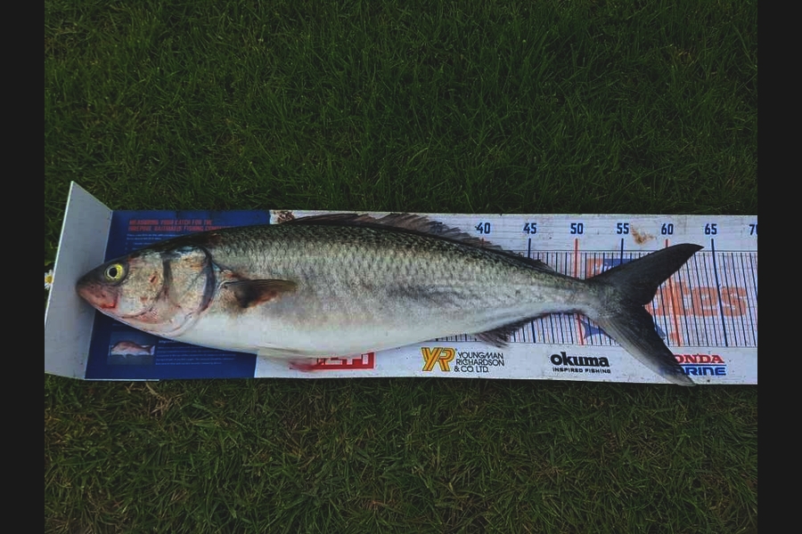Clinton Emtage caught this 56.5cm Kahawai at Glinks gully during The Export NZ Fishing Competition