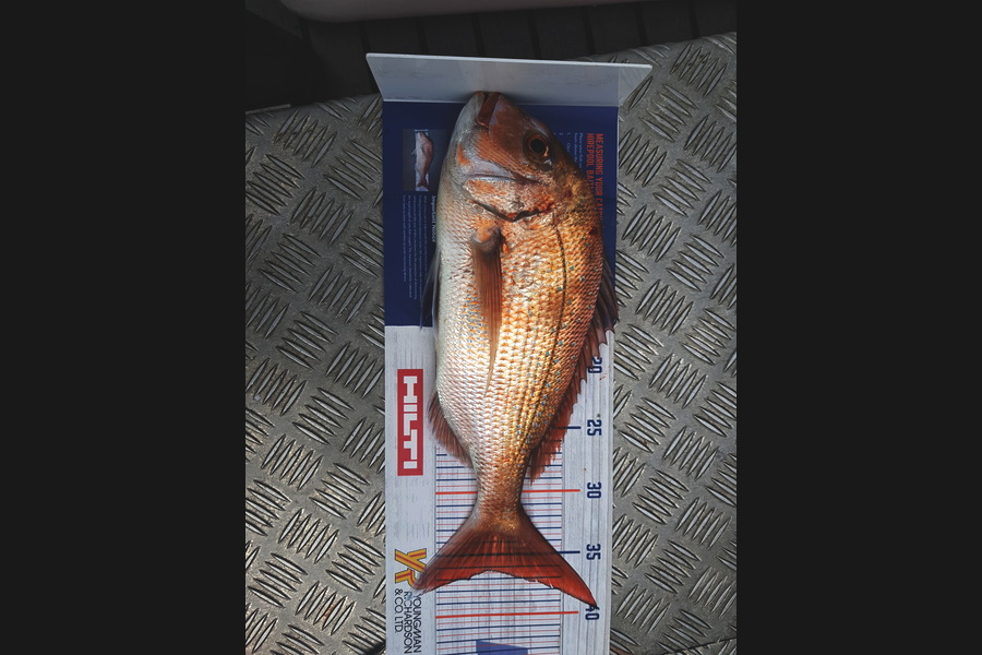 karl boielle caught this 36cm Snapper at Motiti during The Export NZ Fishing Competition