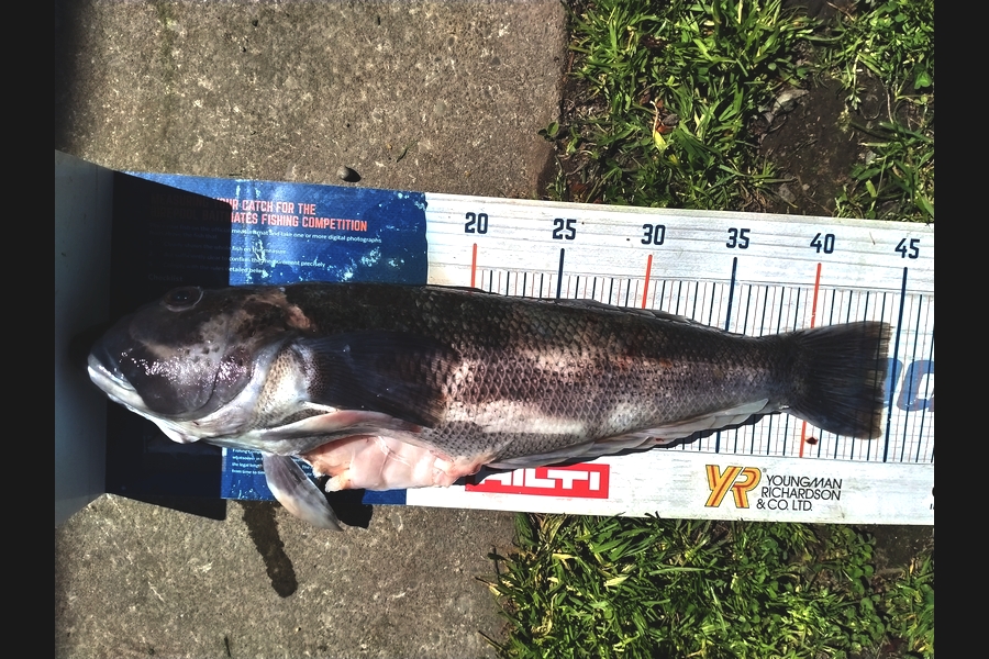 Matt May caught this 44cm Blue Cod at Motunau during The Export NZ Fishing Competition