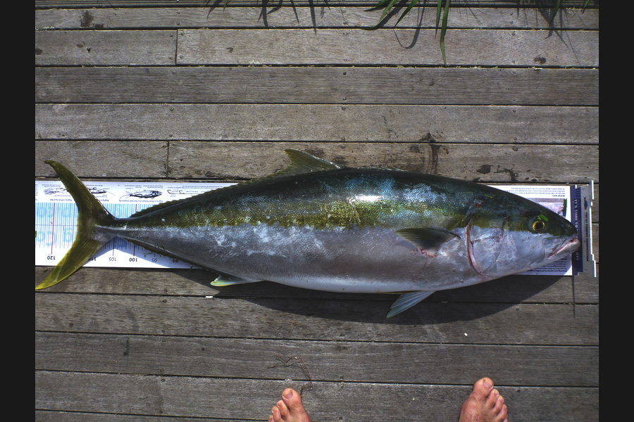 Curtis  Harris caught this 114.0cm Kingfish at Whangaruru during The Export NZ Fishing Competition