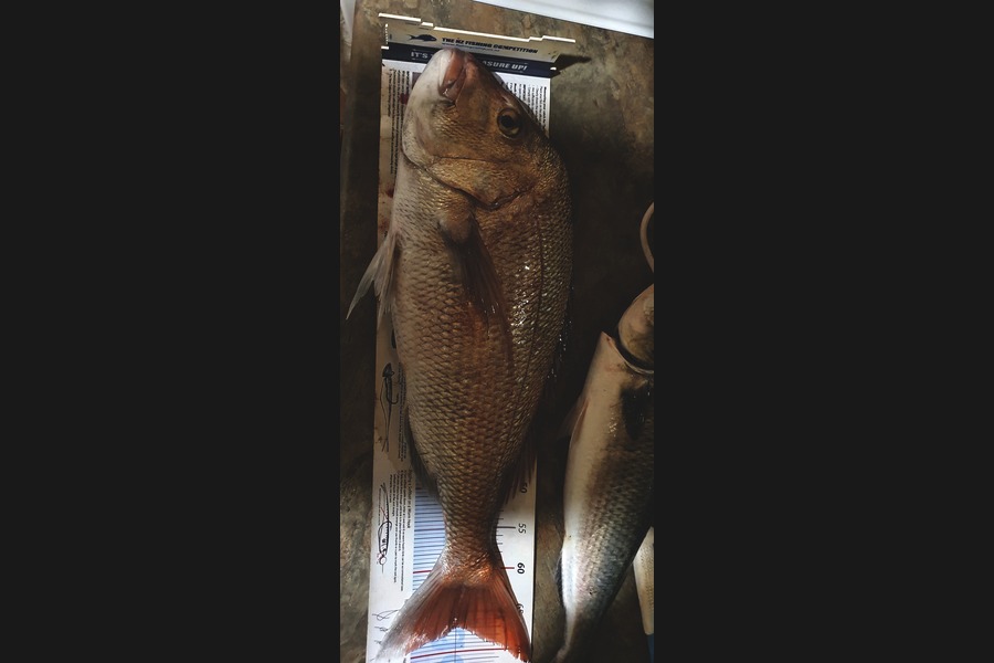 Joshua  Davis  caught this 67cm Snapper at Hauraki gulf during The Export NZ Fishing Competition