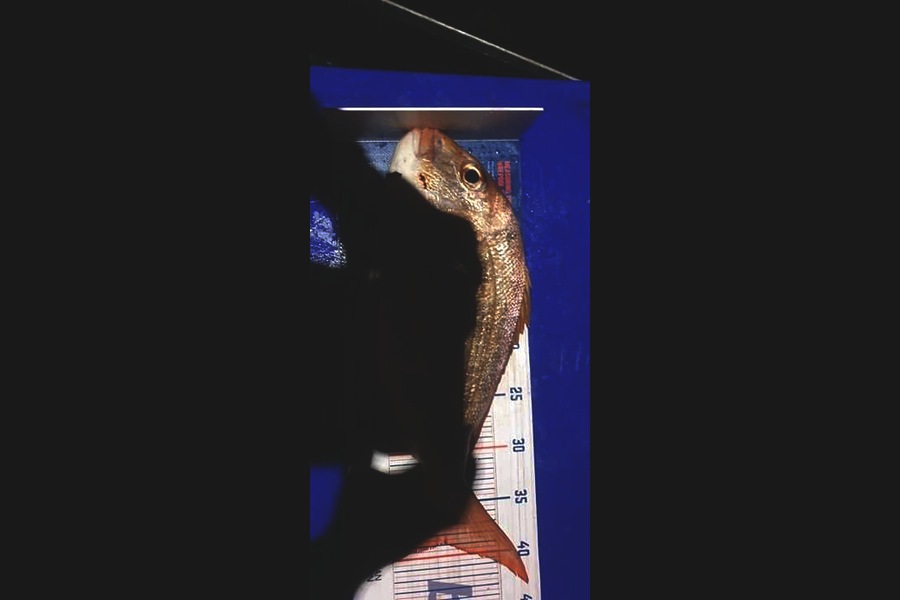 Toni Webster caught this 39cm Snapper at Tiritiri  during The Export NZ Fishing Competition