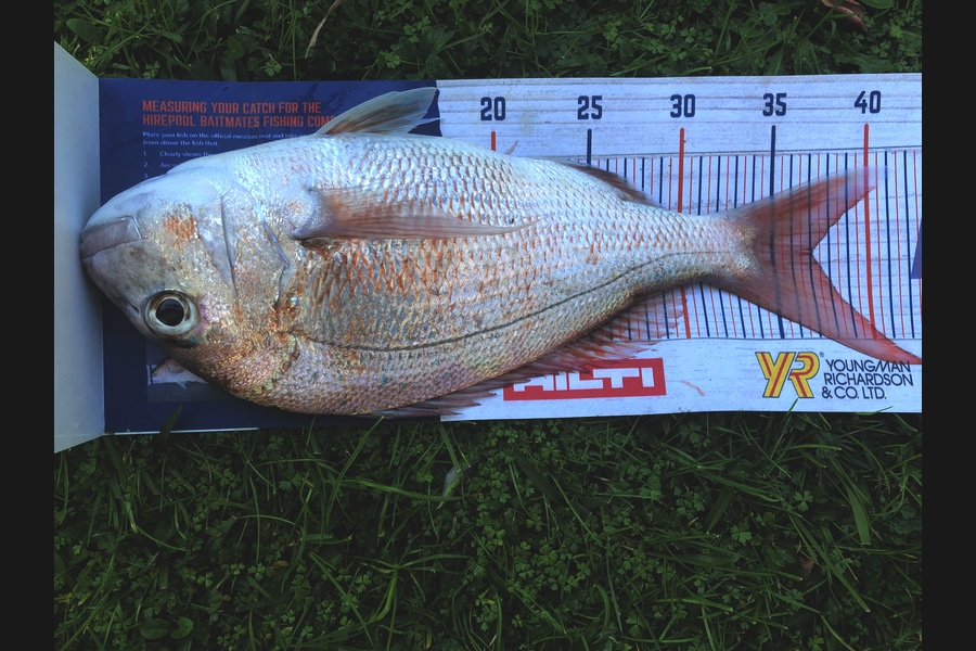 Nick Rowland caught this 37cm Snapper at Tiri during The Export NZ Fishing Competition