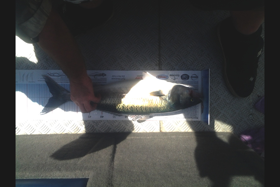 Mark Ashcroft caught this 58cm Kahawai at Thames during The Export NZ Fishing Competition