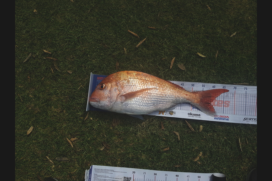 Mark Ray caught this 59.0cm Snapper at Coromandel  during The Export NZ Fishing Competition