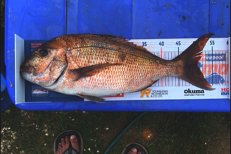John Ra caught this 50.5cm Snapper at Red Mercs during The Export NZ Fishing Competition