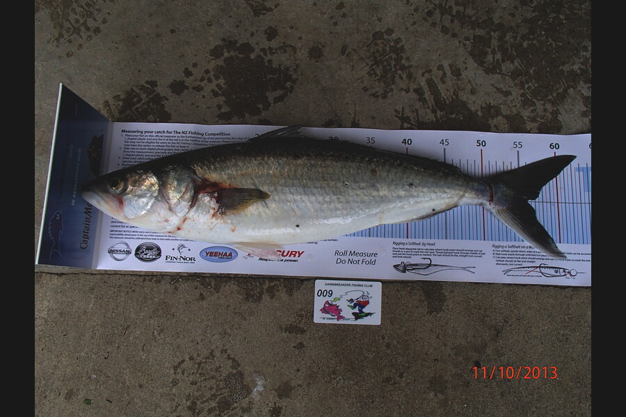 Ian R Hoskins caught this 55.5cm Kahawai at okiwi bay during The Export NZ Fishing Competition