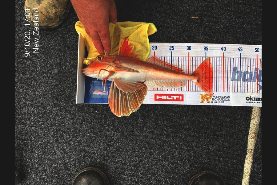 Curtis Searancke caught this 37.0cm Gurnard at White Cliffs during The Export NZ Fishing Competition