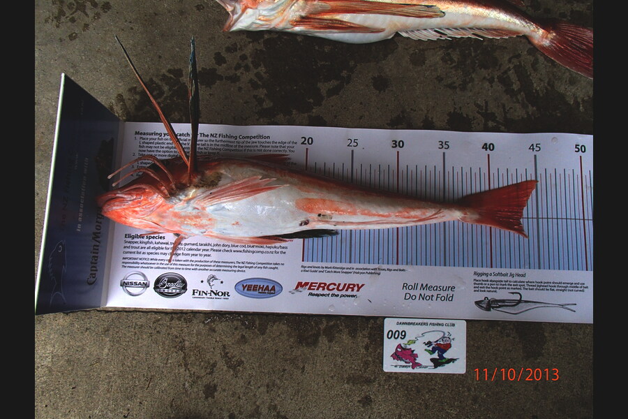 Ian R Hoskins caught this 43.0cm Gurnard at okiwi bay during The Export NZ Fishing Competition