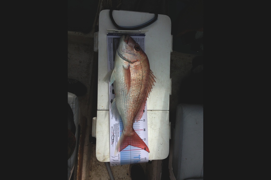 Clinton Barnes caught this 57.5cm Snapper at kawau island during The Export NZ Fishing Competition