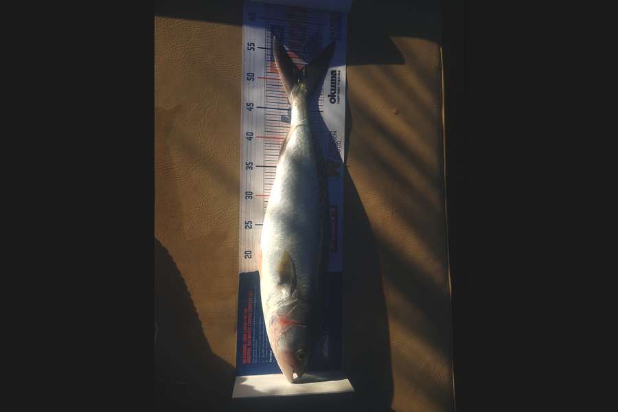Johnathan Trevathan caught this 51.5cm Kahawai at Hawkes bay during The Export NZ Fishing Competition