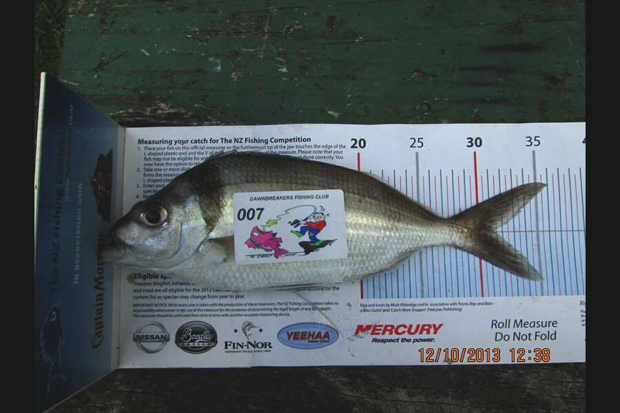 Ian Theobald caught this 31.0cm Tarakihi at Okiwi Bay during The Export NZ Fishing Competition