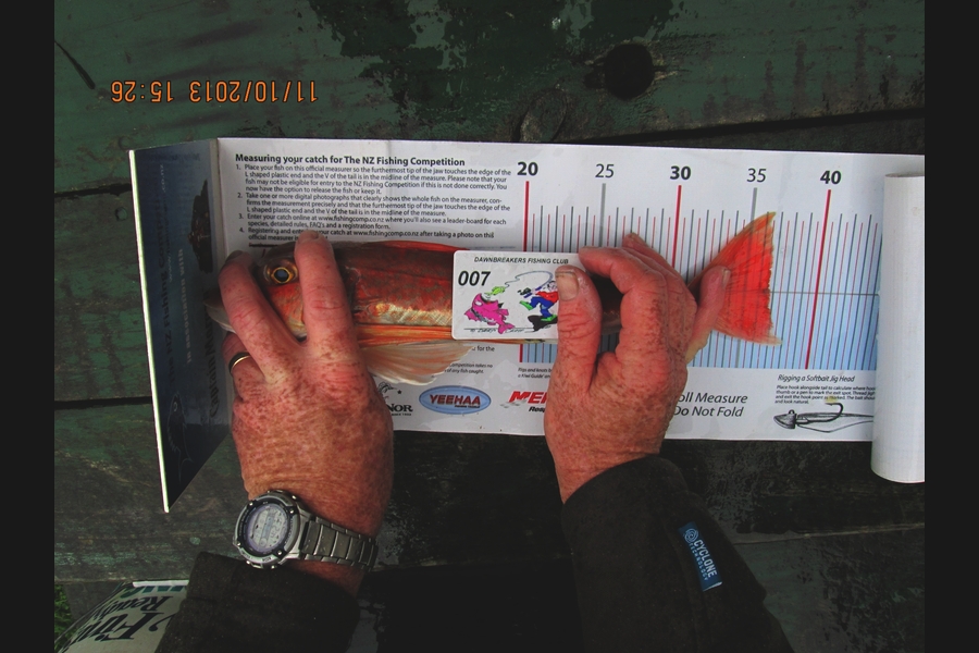 Ian Theobald caught this 36.5cm Gurnard at Okiwi Bay during The Export NZ Fishing Competition