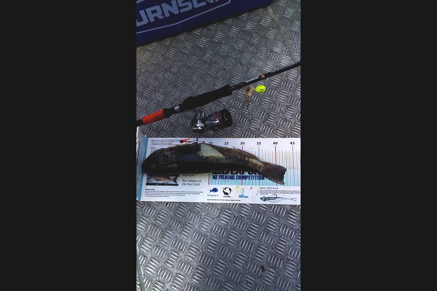 Tony  Haussmann caught this 42.0cm Blue Cod at Cook strait during The Export NZ Fishing Competition